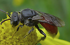Sphecodes spec.