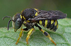 Anthidium strigatum