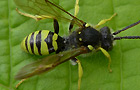 Nomada succincta