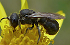 Heriades truncorum