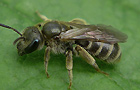 Gebänderte Furchenbiene