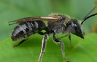 Lasioglossum zonulum