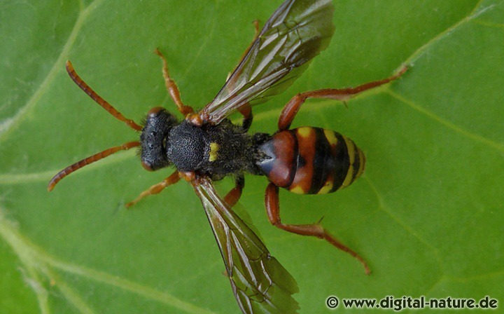 Nomada bifasciata Weibchen Merkmale