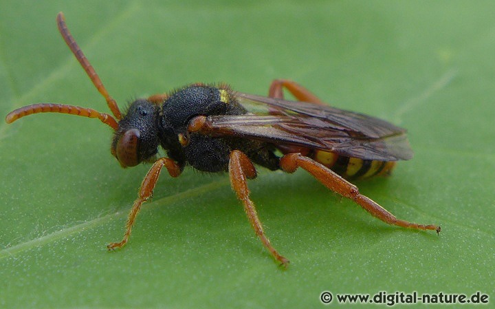 Rotbäuchige Wespenbiene Lebensweise