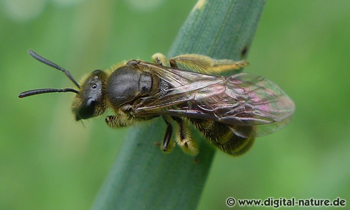 Gewöhnliche Schmalbiene Lasioglossum cf. calceatum