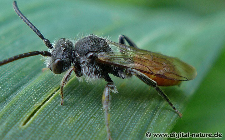 Rotschwarze Wespenbiene Nomada fabriciana