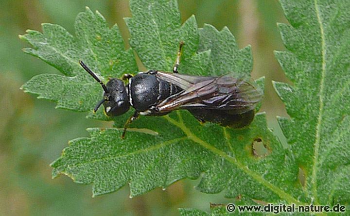 Rainfarn-Maskenbiene Hylaeus nigritus Weibchen