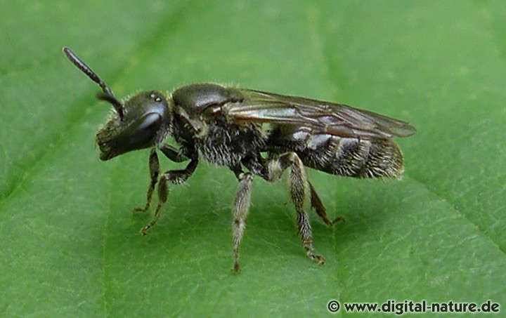 Schmalbiene Lasioglossum punctatissimum