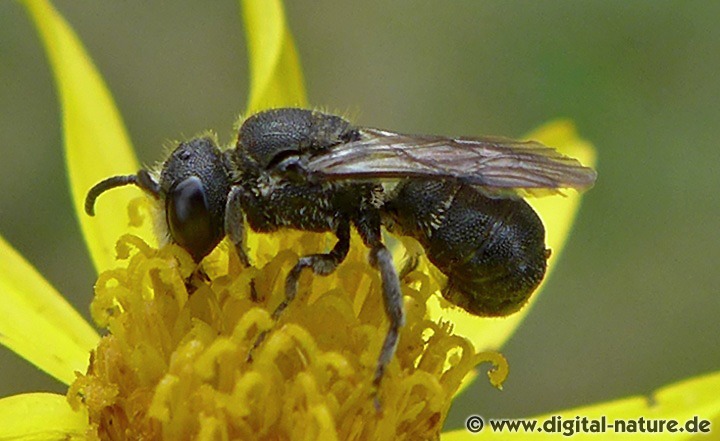 Heriades truncorum Männchen