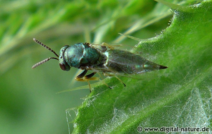 Erzwespe Pteromalus albipennis Gruppe