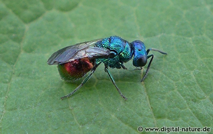 Goldwespe Pseudomalus auratus