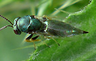 Pteromalus albipennis