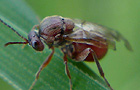 Andricus spec.