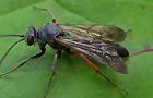 Episyron rufipes