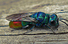 Chrysis fulgida