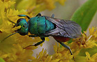 Hedychrum gerstaeckeri