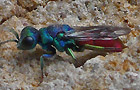 Chrysis cf. gracillima