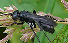 Anoplius nigerrimus