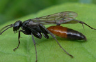 Priocnemis cf. perturbator