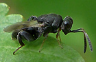 Haltichella rufipes