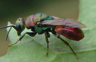 Hedychrum rutilans