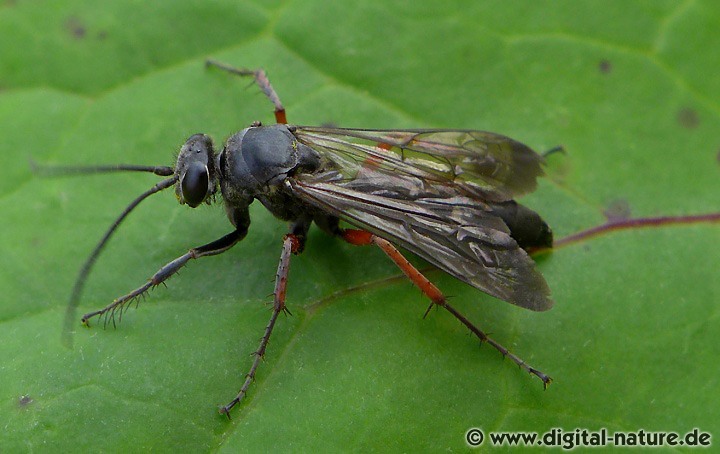 Rotbeinige Wegwespe Episyron rufipes