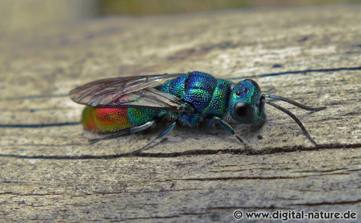 Blaugrünrote Goldwespe Chrysis fulgida