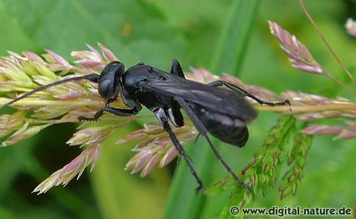 Wegwespe Anoplius nigerrimus