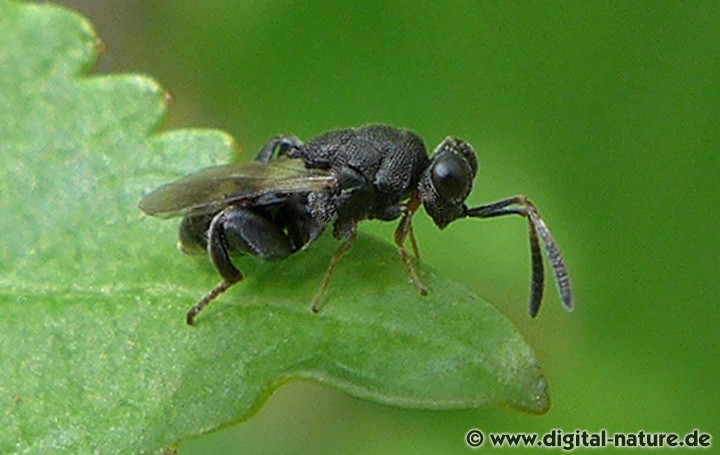 Erzwespe Haltichella rufipes