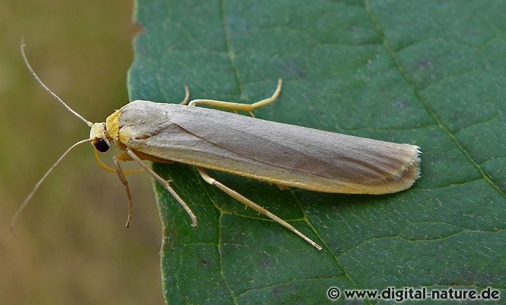 Gelbleib-Flechtenbärchen Eilema complana