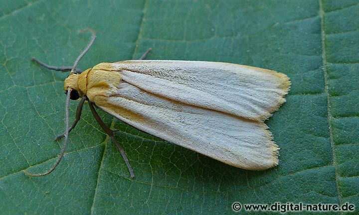 Nadelwald-Flechtenbärchen Eilema depressa