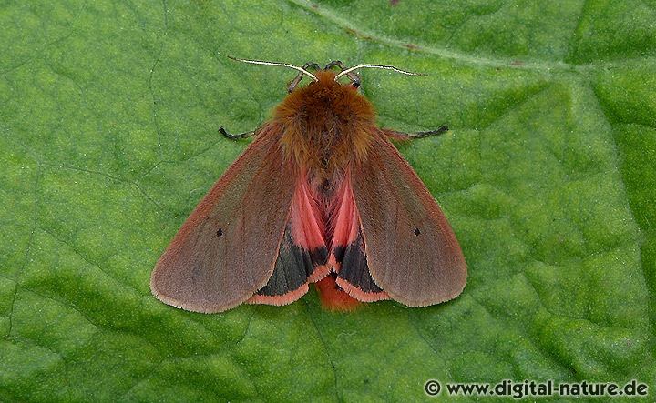 Phragmatobia fuliginosa fliegt in zwei Generationen