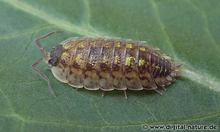 Dornfühlerassel Porcellio spinicornis