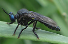 Schwarze Habichtsfliege