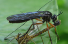 Große Habichtsfliege
