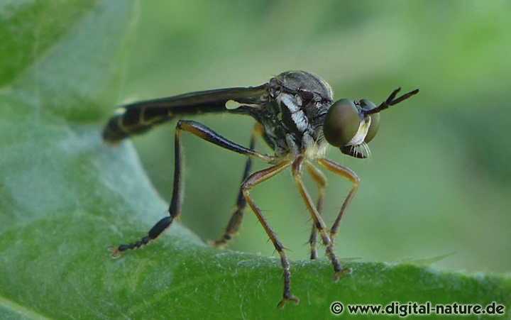 Dioctria hyalipennis hat einen weniger stark ausgeprägten Knebelbart