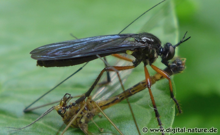 Dioctria oelandica hat stark getönte Flügel