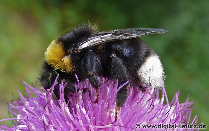 Böhmische Kuckuckshummel Bombus bohemicus