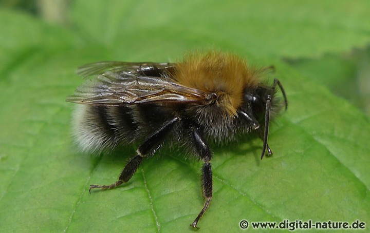 Baumhummel Bombus hypnorum