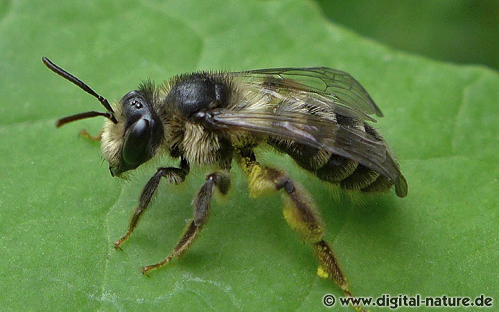 Sandbiene Andrena denticulata