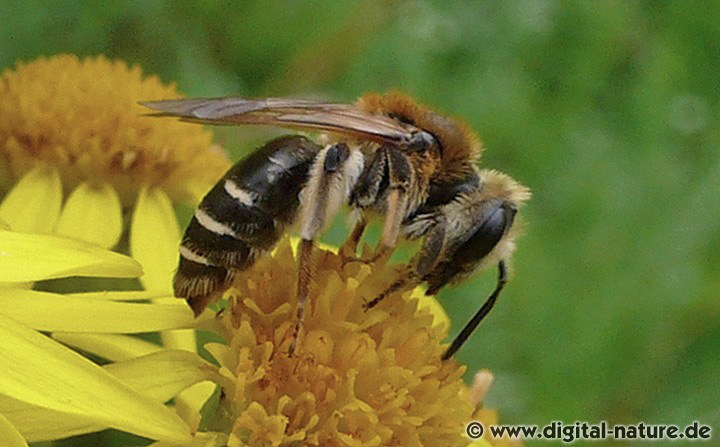 Rotbeinige Körbchensandbiene Andrena dorsata