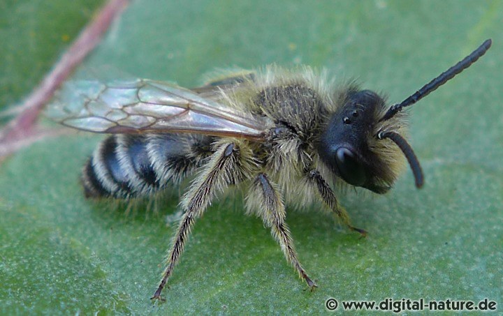 Andrena flavipes Männchen