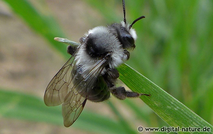 Graue Sandbiene Andrena cineraria