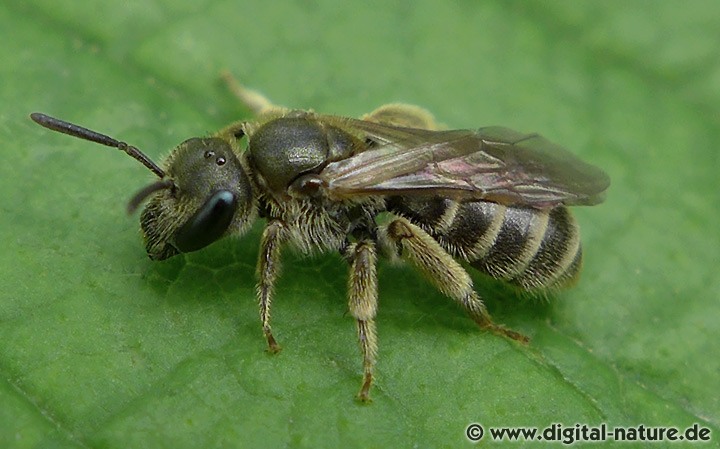 Gebänderte Furchenbiene Halictus tumulorum