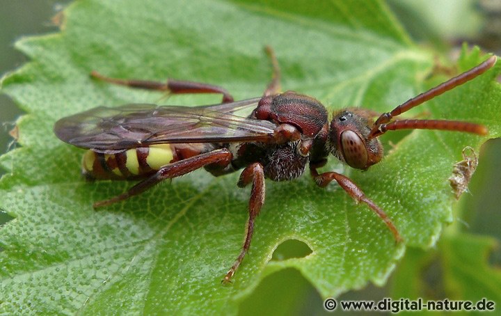 Nomada flava Weibchen