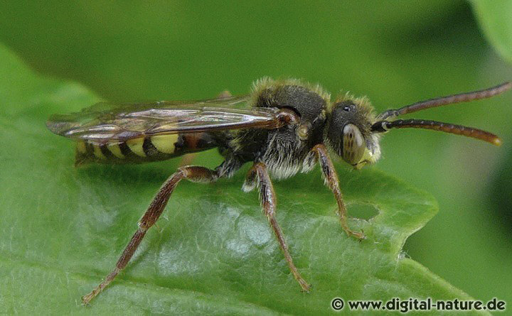 Männchen der Gelben Wespenbiene