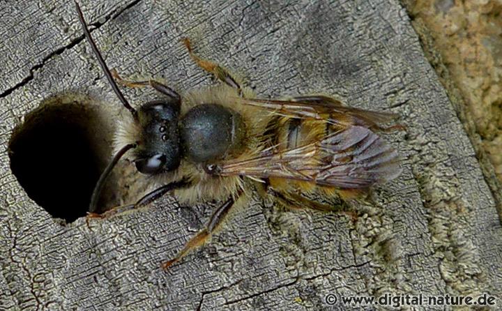 Osmia bicornis Männchen