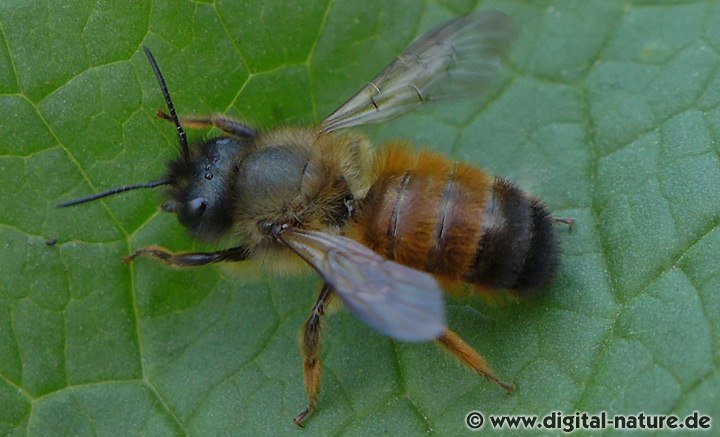 Rostrote Mauerbiene Männchen