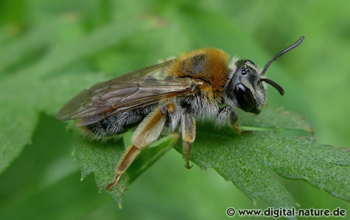Andrena haemorrhoa Weibchen Merkmale