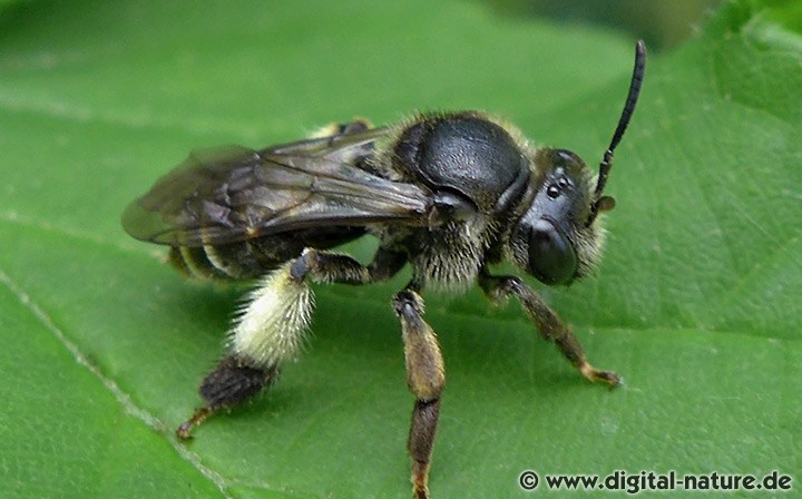 Auen-Schenkelbiene Macropis europaea Weibchen